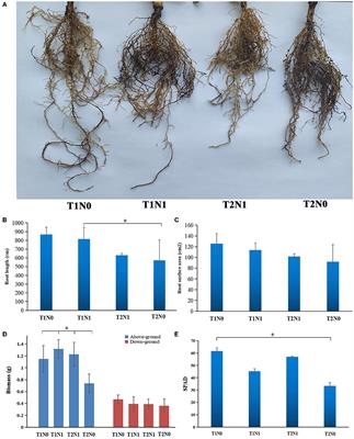 Integrated analyses of transcriptome and metabolome provides new insights into the primary and secondary metabolism in response to nitrogen deficiency and soil compaction stress in peanut roots